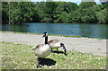 Geese by Longmoor Lake in RG40 4XB