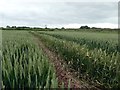 Footpath through a field of wheat in Pleasley Ward