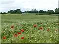 Poppies at the edge of a field of barley in NG17 3BY