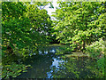 Pond near Fryerning St. Mary's in CM4 0RE