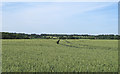 Barley field near Little Hyde Farm, Ingatestone in CM4 0HL