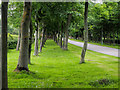 Avenues of trees alongside road to Bowes Business Park in DH4 6EA
