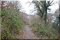 Footpath through Porsham Wood in PL6 6DN