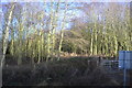Woodland and crossing in YO25 5YZ