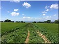 Through a Field on The Cotswold Way in BA1 9AR