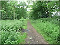 Bridleway in Stubbing Moor Plantation in LS23 6LY