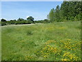 Flower meadow in Pages Wood in RM11 3UJ