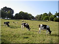Summer evening grazing in BS40 8SP