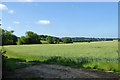 Wheatfield south of Chapel Lane in Little Cornard