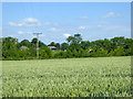 Wheat field north of Great Waldingfield churchyard in Great Waldingfield