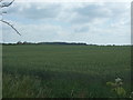 Crop field towards Upper Farm in PE34 3QH