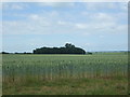 Cereal crop towards Kingston's Plantation in PE38 9QD