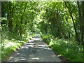 A shady lane in Lindsey