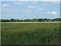 Oilseed rape crop near Stow Bardolph in PE34 3HZ