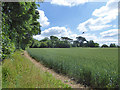 Wheat field south of Rectory Lane in South East Cosford Ward