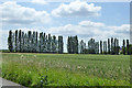 Lombardy poplars in IP7 6LW