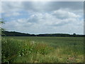 Crop field towards Blackmeadow Wood in PE34 3HU