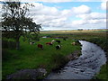 Cattle and river in KW1 5SU