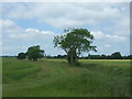 Field margin (footpath) beside drain in PE33 9HF
