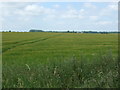 Cereal crop off Boughton Road in PE33 9ER