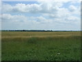 Crop field near Winnold Farm in PE33 9AD