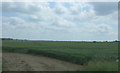 Cereal crop east of Fincham Road in PE33 9AD