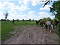 Horses in a field at Hanbury, Worcestershire in B60 4DB