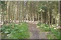 Path, Tor Wood in FK5 4ED