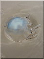 Dead jellyfish on the beach in SA16 0HU