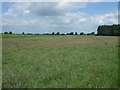 Grazing near Murgot's Covert in PE37 8FE