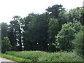 Woodland beside lane, Beachamwell in PE37 8BA