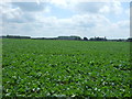 Crop field near Beachamwell in PE37 8AY