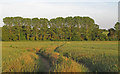Looking to a line of trees over arable land, near Glebe Farm, Ellough in NR34 7TR