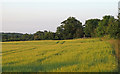 Barley field, Weston in NR34 8TE