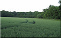 Wheat field near Wood Farm, Willingham in NR34 8DJ