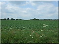 Crop field, Pages's Place in IP25 7EN