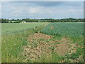 Cereal crops off Shipdham Road in IP25 7PZ