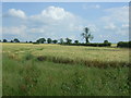 Crop field near Park Lane Farm in NR18 9HL