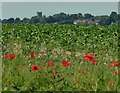 Farmland and poppies next to Ruckold's Lane in PE32 2BY