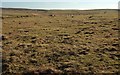 Moorland near Camperdown Farm in St. Breward