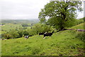 Cows above Crowdicote in SK17 0DD