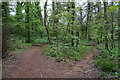Paths in Ashton Court Country Park in BS8 3DZ