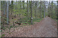 Woodland track in Pill Grove in BS8 3DZ