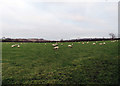 Sheep and field near to Somerby Lodge in LE14 2QF