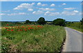 Poppies next to Ruckold's Lane in PE32 2BY