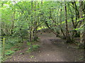 Path through woodland near Hawksworth Spring in LS20 8PG