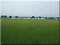 Cereal crop near Blackness Primary School in EH49 7NE