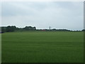 Cereal crop towards the M90 Motorway in EH49 6RN