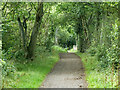 Bridleway towards Abbot's Wood in BN26 6RP