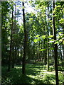 Woodland at Grange Farm in PE32 2EW